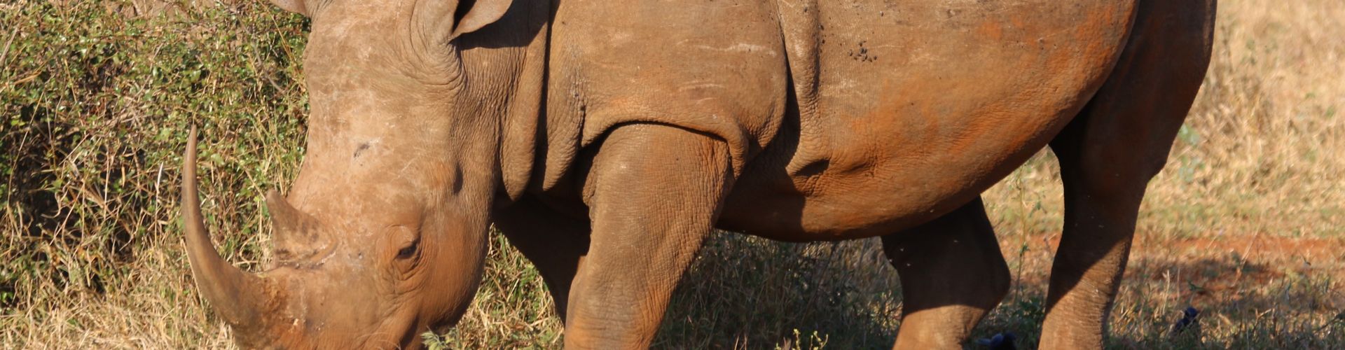 Eine Nahaufnahme eines Nashorns, einer der am stärksten gefährdeten Tierarten der Welt