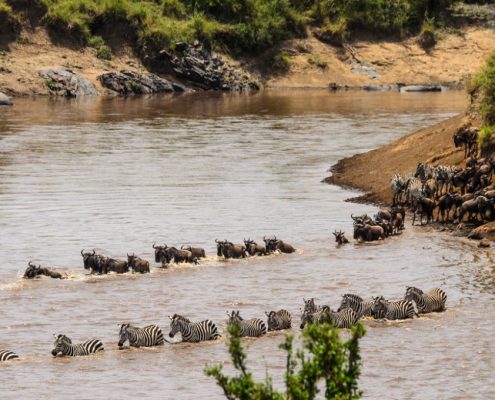 Gnus und Zebras (Teil der jährlichen großen Migration in Tansania) überqueren den Mara-Fluss im Serengeti Safari Park