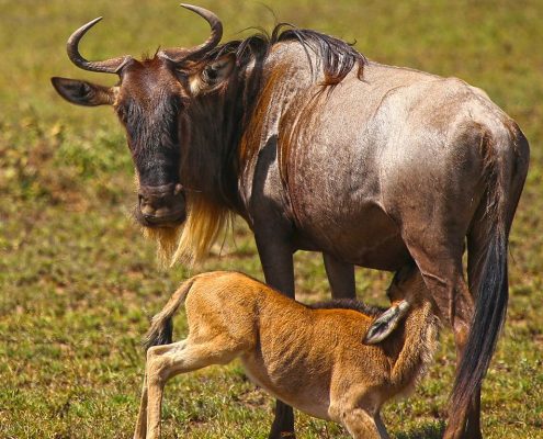 Eine Gnu-Mutter säugt ihr Baby im Serengeti Nationalpark