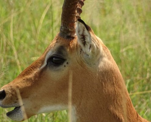 Ein Porträt einer Antilope in der Ikoma Wildlife Management Area