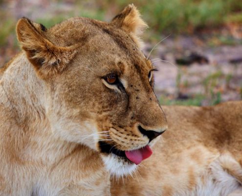 Eine Löwin ruht sich im Lake Manyara Nationalpark aus