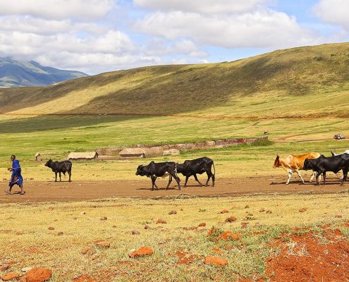 Auf ihrer 8 Tage Privat Safari Tansania können Sie die traditionellen Maasai mit ihrem Vieh erleben, die in Harmonie mit den wilden Tieren des Ngorongoro Schutzgebietes leben.