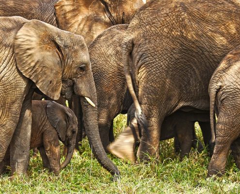 Der Tarangire Nationalpark ist für seine große Anzahl an Elefanten bekannt
