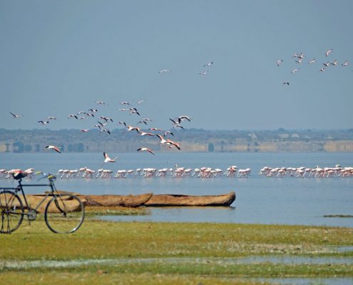 Ein Foto des Lake Natron während der Regenzeit. Die zahlreichen Flamingos ernähren sich von spezialisierten Bakterien, die nur in diesem alkalischen See gedeihen.