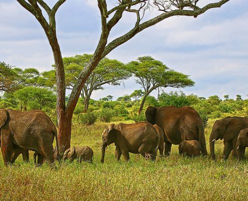 Eine Elefantenfamilie auf dem Weg in die Ikoma Wildlife Management Area