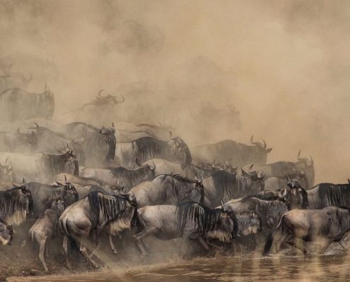 Die berühmte Flussüberquerung der Gnus im Serengeti Nationalpark