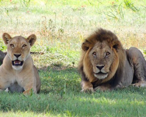 Ein Löwenpaar in der Serengeti während der Regenzeit