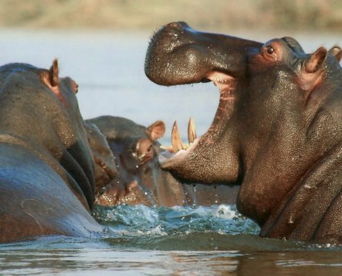 Fragen Sie Ihren Reiseführer, während Ihrer 8 Tage Tansania Serengeti Safari einen der Hippo Pools zu besuchen