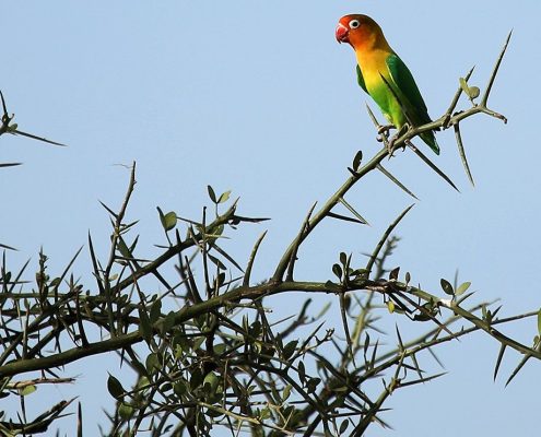 Ein kleiner bunter Vogel auf einem Dornenbaum im Arusha Nationalpark