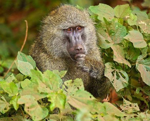 Ein Pavian sinniert über den Sinn des Lebens im Arusha Park