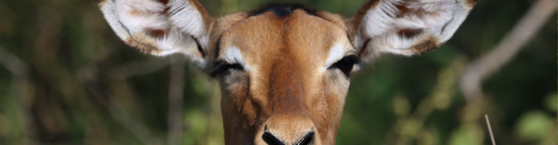 Nahaufnahme einer Antilope im Arusha Safari Park