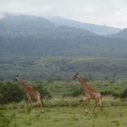 Arusha National Park Vorschaubild