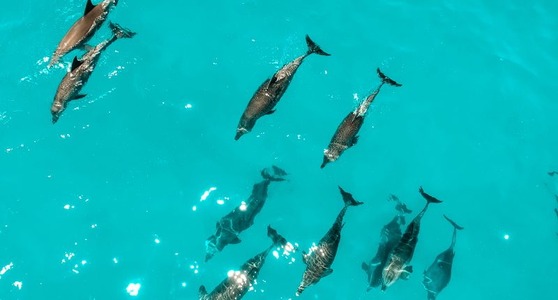 Mehrere Delfine schwimmen gemeinsam im Indischen Ozean in der Nähe des Sansibar Archipels