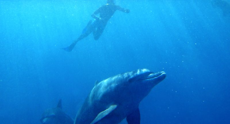 Ein schnorchelnder Gast schwimmt mit den Delfinen vor der Südküste Sansibars