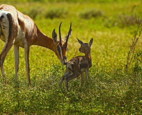 Eine Gazelle mit ihrem neugeborenen Baby im Ikoma Schutzgebiet