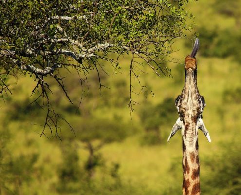 Eine Giraffe streckt ihren Hals aus, um frisches Dornenlaub zu erreichen