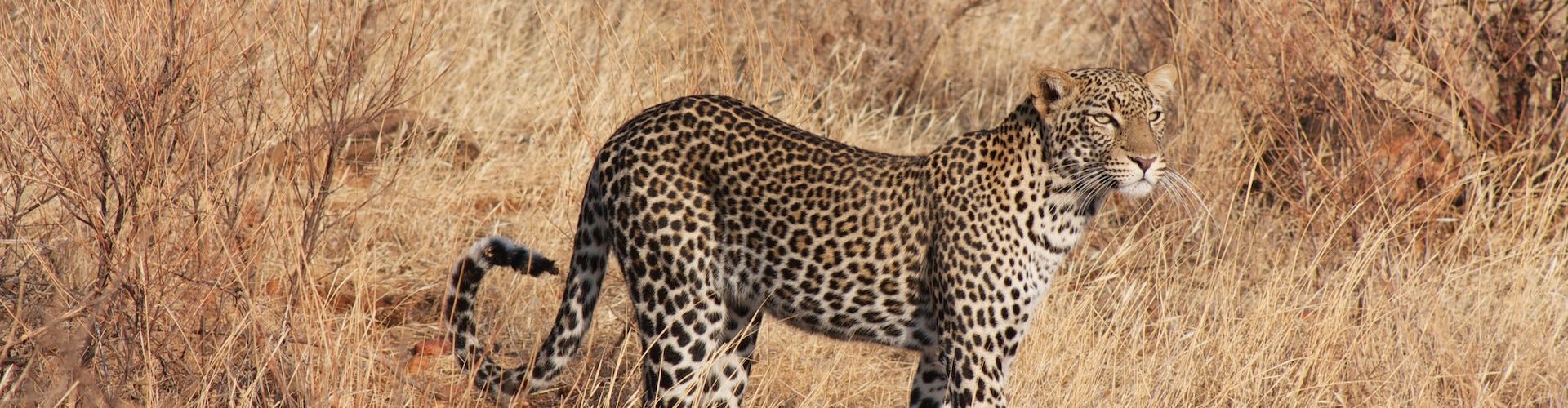Ein Leopard in der Ikoma Wildlife Management Area