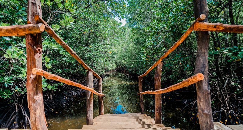 Eine Brücke durch das Jozani Mangrovenwaldgebiet