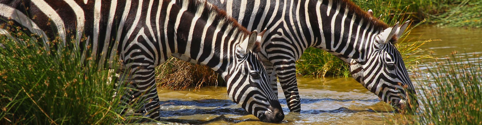 Zebras trinken aus einem kleinen Bach in der Nähe des Lake Manyara