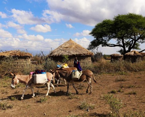 Eine Maasai Frau mit Transport Eseln, traditionelle Maasai Boma im Hintergrund