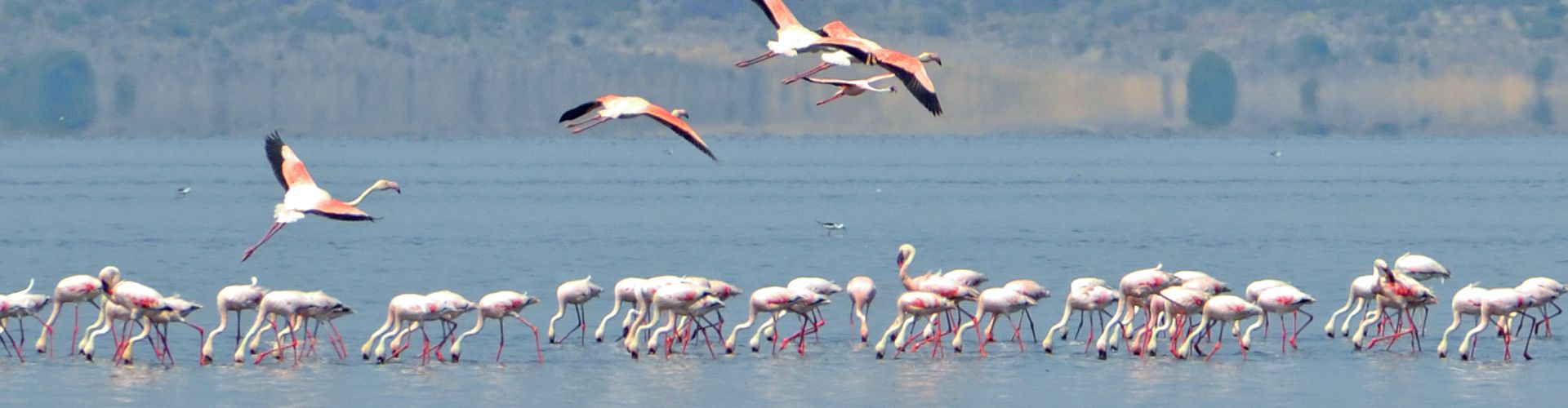 Flamingos, Lake Natron Schutzgebiet