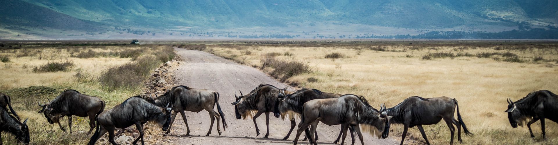 Gnus haben Vorfahrt im Ngorongoro Schutzgebiet