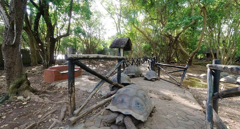 Beobachten Sie alte Schildkröten auf Ihrer Prison Island Tour