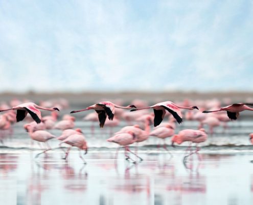 Flamingos im Lake Natron Gebiet