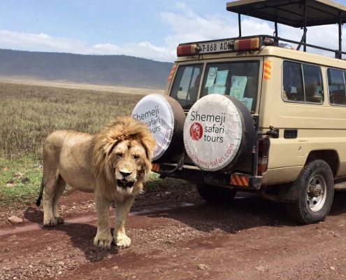 Ein beeindruckender männlicher Löwe steht neben einem Shemeji Safari Auto im weltberühmten Krater des Ngorongoro Schutzgebiets