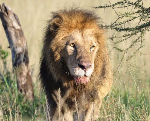 Ein älterer männlicher Löwe mit einem blutigen Maul im berühmten Serengeti Nationalpark