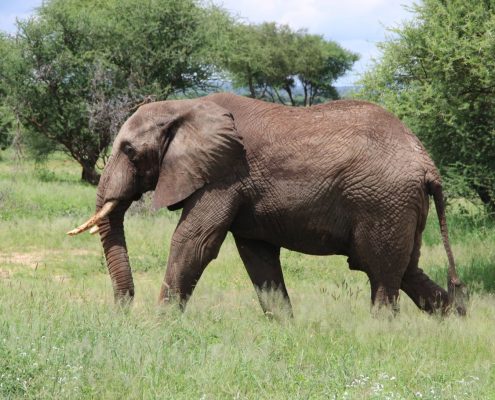Ein Elefant im Tarangire Nationalpark in Tansania