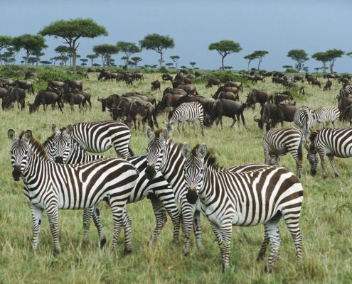 Eine Gruppe von Zebras und Gnus der jährlichen großen Tierwanderung im Serengeti Safari Park