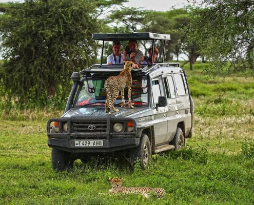 Ein Gepard auf der Motorhaube eines Safari Trucks in der Serengeti