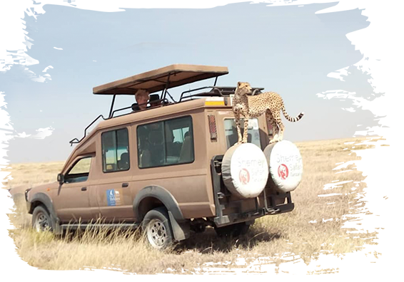 Finden Sie Ihr ideales Tansania Safari Angebot mit Shemeji Safari!