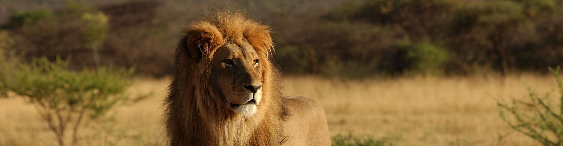 Buchen Sie preiswerte Safaris, Touren und Tansania Urlaub mit Shemeji Safari!