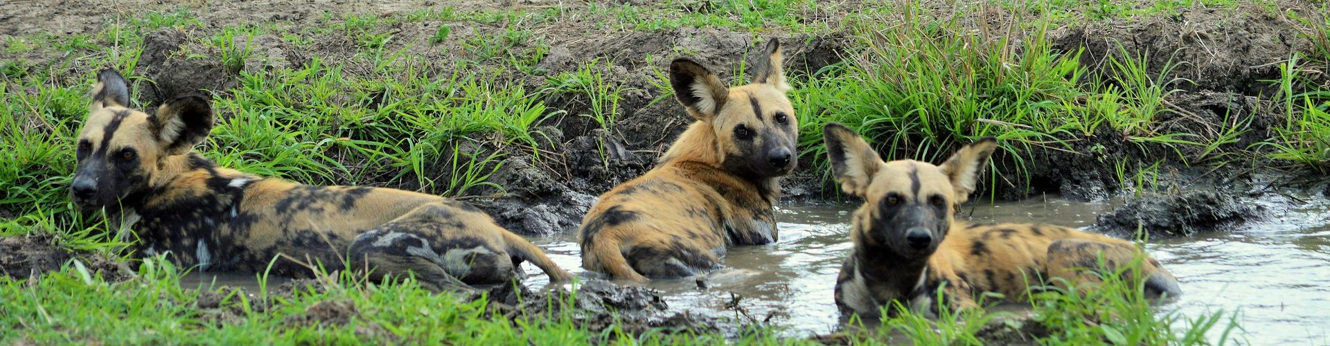 Seltene afrikanische Wildhunde in Tansania