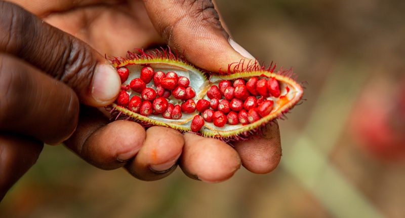 Ein einheimischer Guide erklärt den Gewürzanbau auf Ihrer Spice Tour in Sansibar